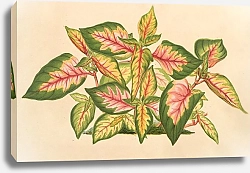 Постер Лемер Шарль Alternanthera amabilis tricolor