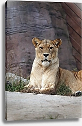 Постер Отдыхающая львица
