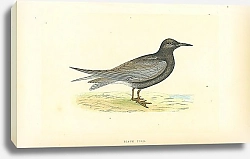 Постер Black Tern 1