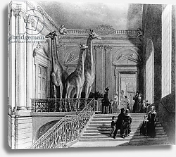 Постер Шарф Джордж (грав) Giraffes on the staircase in the British Museum, 1845