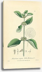 Постер Marrubium vulgare. White Horehound 1