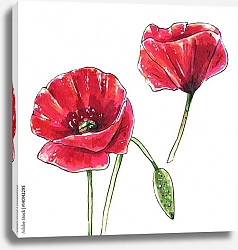 Постер Два красных цветка мака с бутоном