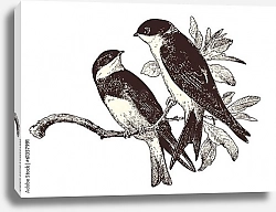 Постер Любовь птиц - две ласточки на ветке