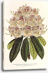 Постер Лемер Шарль Rhododendrum marginato-punctatum
