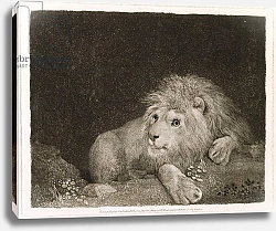 Постер Стаббс Джордж A Lion engraved by the artist, pub. 1788