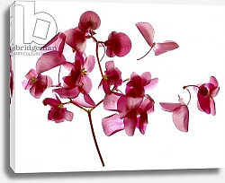 Постер МакЛемор Юлия (совр) Pink Begonia I