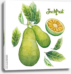 Постер Акварельный джекфрут