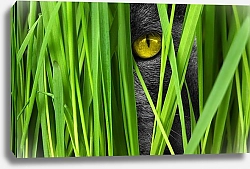 Постер Кошачий глаз в траве