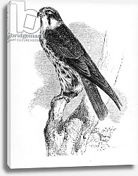 Постер Ярелл Уильям (птицы) The Hobby, illustration from 'A History of British Birds' by William Yarrell, first published 1843