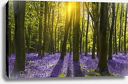 Постер Солнечный свет, отбрасывающий тени на колокольчики в лесу