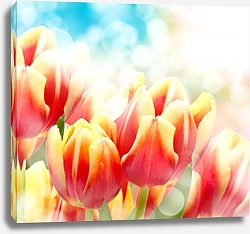 Постер Тюльпаны с солнечными зайчиками