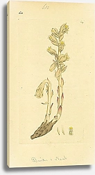 Постер Sowerby Ботаника №6 1