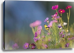 Постер Маленькая желтая птичка в розовых цветах