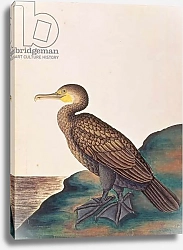 Постер Школа: Китайская 19в. Great Cormorant, from 'Drawings of Birds from Malacca', c.1805-18