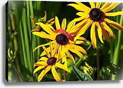 Постер Яркие летние цветы рудбекии