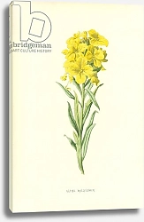 Постер Хулм Фредерик (бот) Alpine Wallflower