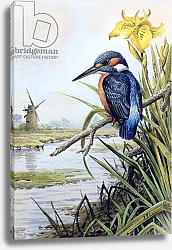 Постер Даннер Карл (совр) Kingfisher with Flag Iris and Windmill