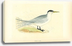 Постер Swift Tern 1