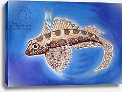 Постер Морли Нэт (совр) Dragonet Fish, 1999