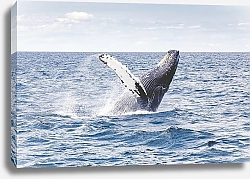 Постер Горбатый кит