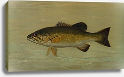 Постер Петри Джон The Small-Mouthed Black Bass, Micropterus dolomieu.