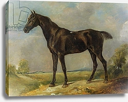 Постер Констебль Джон (John Constable) Golding Constable's Black Riding-Horse, c.1805-10