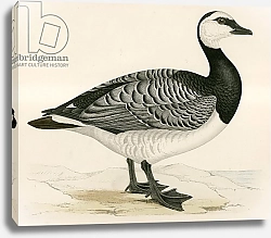 Постер Моррис (акв, птицы) Bernicle Goose
