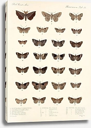 Постер Годман Фредерик Insecta Lepidoptera-Heterocera Pl 034