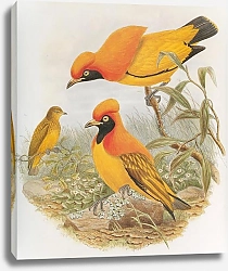 Постер Flame Bowerbird (male & female)