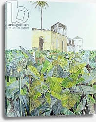 Постер Рив Джеймс (совр) Ruin in a Swamp, Haiti, 1971