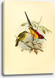 Постер Aethopyga Gouldiae