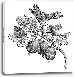 Постер Gooseberry (Ribes grossularia) vintage engraving