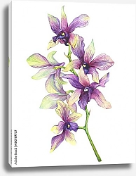 Постер Веточка цветущей тропической фиолетовой орхидеи
