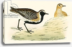 Постер Моррис (акв, птицы) Golden Plover 4