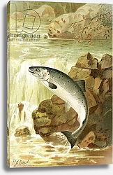 Постер Смит Джозеф (акв) A Salmon leap