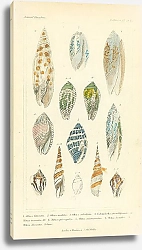 Постер Mollusca №5 2