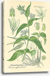 Постер Asclepiadaceae, Vincetoxicum officinale Monch