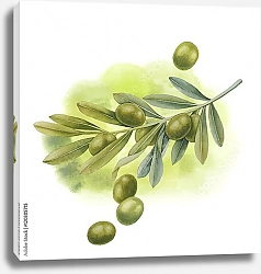 Постер Акварельная зеленая оливковая ветвь
