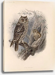 Постер Птицы J. G. Keulemans №68