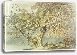 Постер Тернер Уильям (William Turner) A Great Tree, c.1796