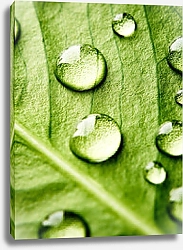 Постер Зеленый лист с каплями воды 1