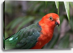 Постер Красноголовый попугайчик