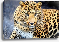 Постер Леопард 3