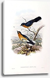 Постер Coppinger’s Flycatcher - Piezorhynchus medius