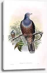 Постер Rusty-banded Fruit-Pigeon - Gymnophaps poecilorrhoa