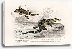 Постер Аллигатор (Alligator incius) и ящерица Лилфорда (Podarcis lilfordi)