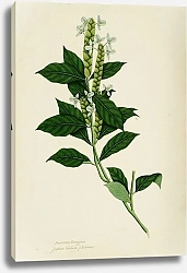 Постер Неизвестен Ecbolium linneanum