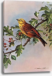 Постер British Birds - Yellowhammer