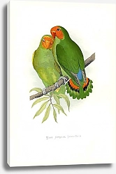 Постер West African Love-Bird