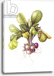 Постер Эден Маргарет (совр) Miniature turnips, 1995